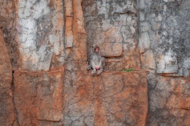 Taş bir uçurumun üzerindeki küçük bir çıkıntıda oturan utangaç bir makak portresi. Primat dişi.