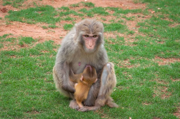 Macaque monkey on a green lawn feeds its young with breast milk
