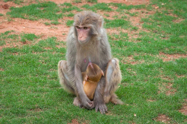 Macaque monkey on a green lawn feeds its young with breast milk
