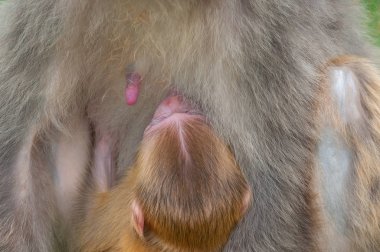 Makak maymunu yavrusunu anne sütüyle besler..