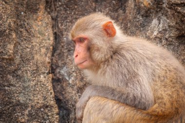 Dik bir kayanın arka planına karşı yetişkin bir makak portresi.