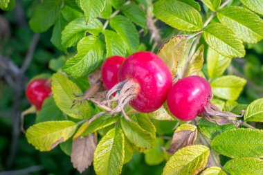 Büyük gül kalçaları bir çalılığa yakın çekim