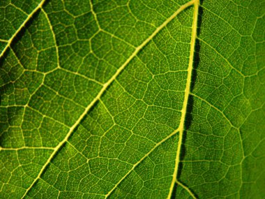 Damarların detayları ve yeşil yaprağın dokusu.