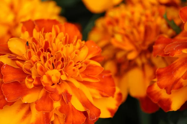 Bright orange flowers on a plain black background