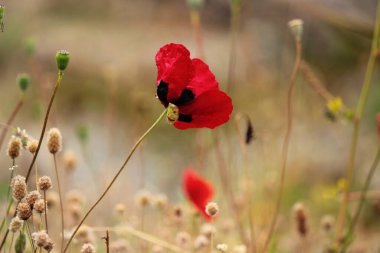 Yunanistan 'ın Atina kentindeki bir çayırda izole bir kırmızı haşhaş çiçeği