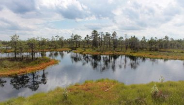 Letonya 'daki Letonya Emeri Ulusal Parkı' ndaki bataklıkların resmi