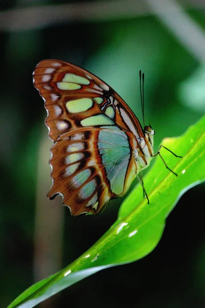 Yeşil Bir Yaprağın Üzerinde Duran Cam Bir Kelebek — Stok fotoğraf