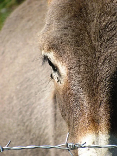 一只褐色驴眼睛的特写 上面放着苍蝇 — 图库照片