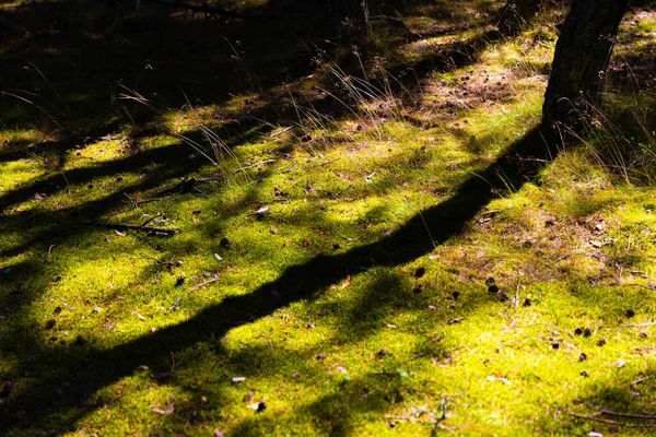 Rusia Kalinigrad Sombra Del Árbol Cae Sobre Hierba Verde —  Fotos de Stock