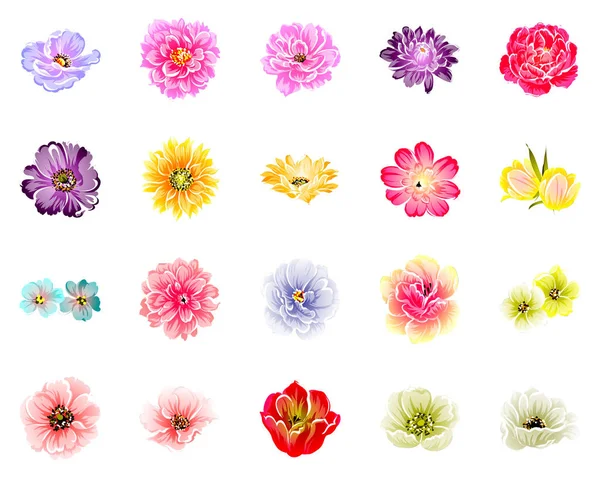 Conjunto Cuatro Coloridas Flores Aisladas Sobre Fondo Blanco — Vector de stock