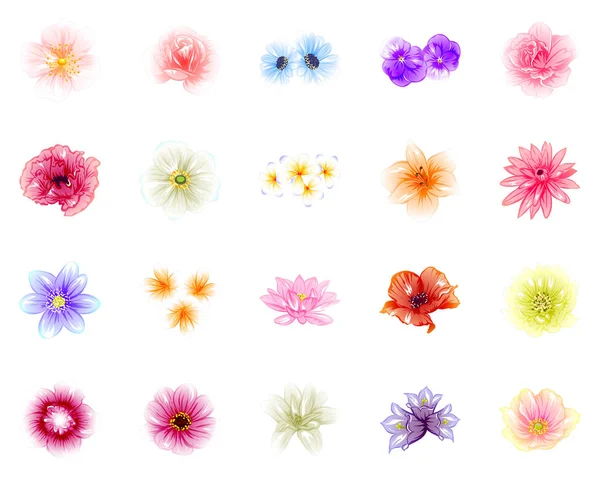 Zestaw Kolorowych Kwiatów Odizolowanych Białym Tle — Wektor stockowy
