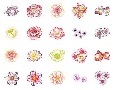 Beyaz arkaplanda izole edilmiş farklı çiçekler