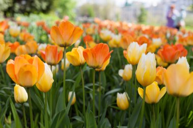 Parkta bahar laleleri