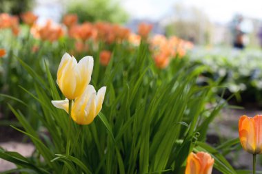 Parkta bahar laleleri