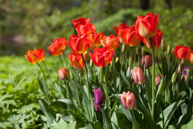 Parkta bahar laleleri