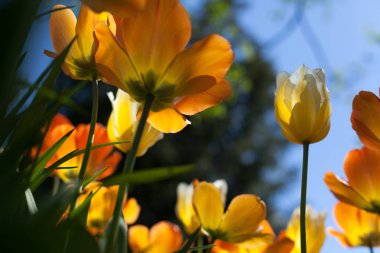 Parkta bahar laleleri