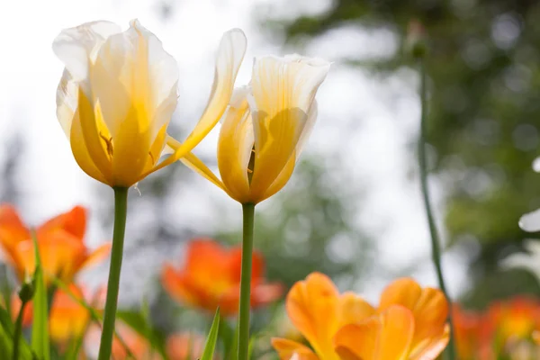 Des Tulipes Printanières Dans Parc — Photo