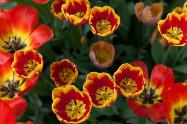 Parkta bahar laleleri