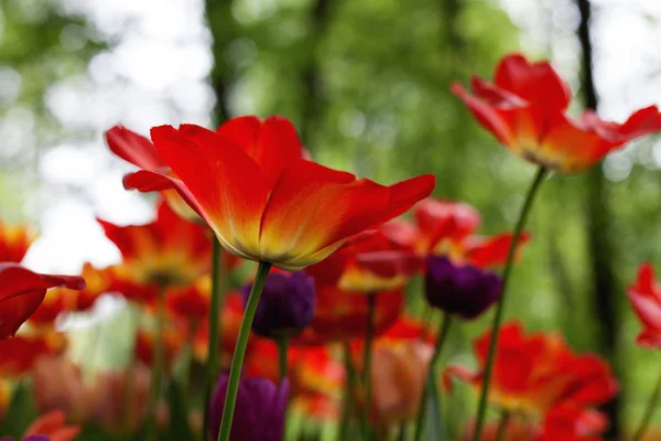 Tulipani Primaverili Nel Parco — Foto Stock