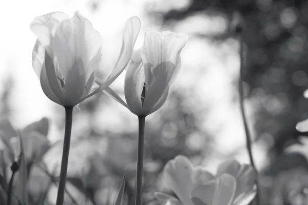 Tulipas Primavera Parque Preto Branco — Fotografia de Stock