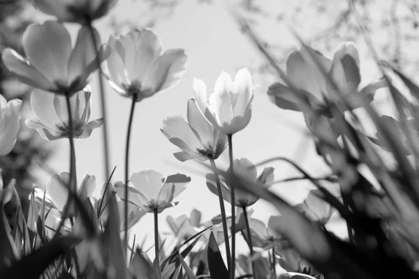 Tulipani Primaverili Nel Parco Bianco Nero — Foto Stock