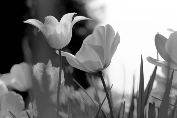 Tulipani Primaverili Nel Parco Bianco Nero — Foto Stock