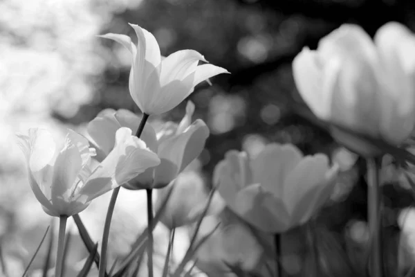 Tulipani Primaverili Nel Parco Bianco Nero — Foto Stock