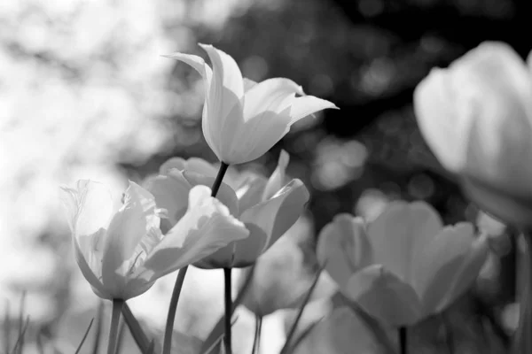 Tulipas Primavera Parque Preto Branco — Fotografia de Stock