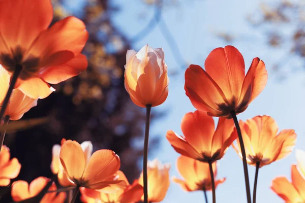 Tulipas Primavera Parque Chama Azul — Fotografia de Stock