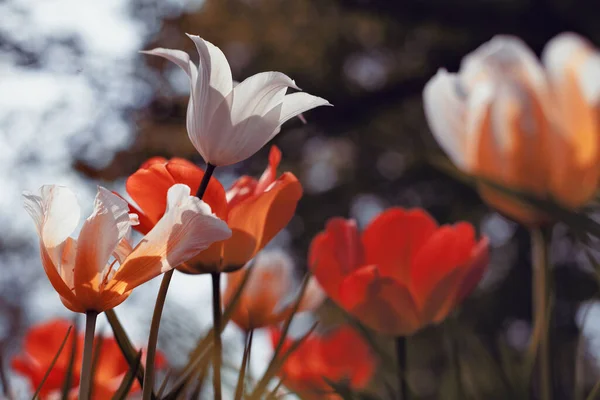 Tulipani Primaverili Nel Parco Fiamma Blu — Foto Stock