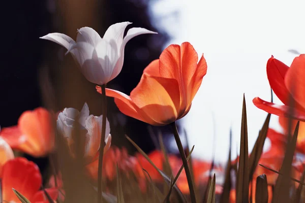 Tulipani Primaverili Nel Parco Fiamma Blu — Foto Stock