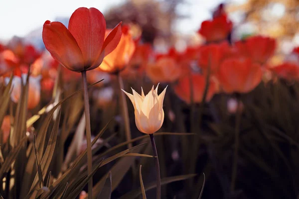 Spring tulips in the park, flame and blue