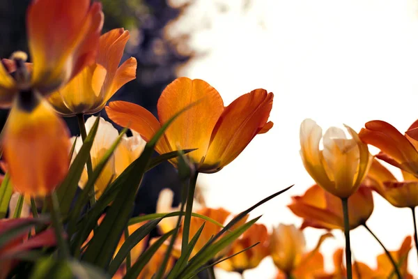 Pôr Sol Tulipas Parque Amarelo Roxo — Fotografia de Stock