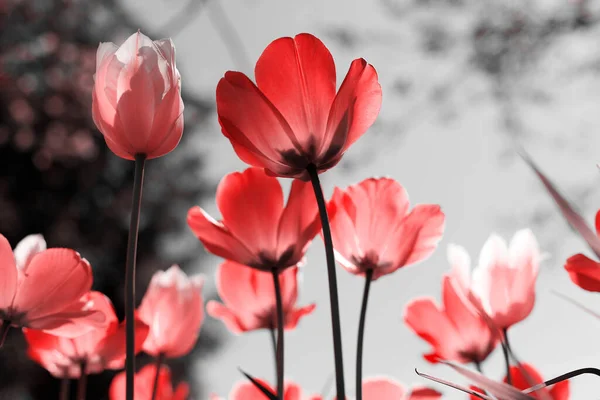 Весняні Тюльпани Парку Червоні Чорні Білі — стокове фото