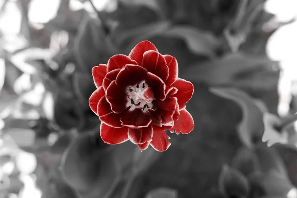 Tulipanes Primavera Parque Rojo Negro Blanco — Foto de Stock