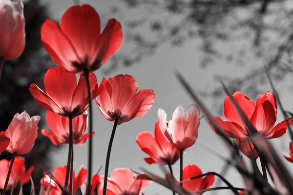 Tulipas Primavera Parque Vermelho Preto Branco — Fotografia de Stock