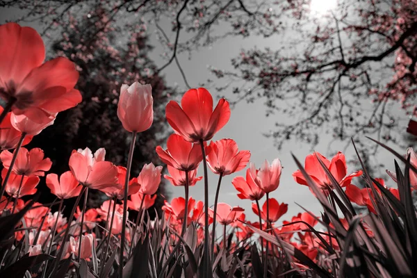 Tulipani Primaverili Nel Parco Rosso Nero Bianco — Foto Stock