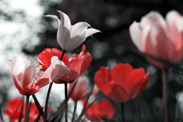 Tulipani Primaverili Nel Parco Rosso Nero Bianco — Foto Stock