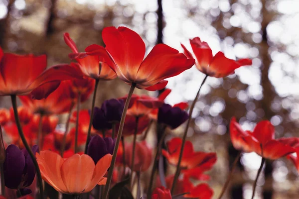 Spring tulips in the park, flame and blue