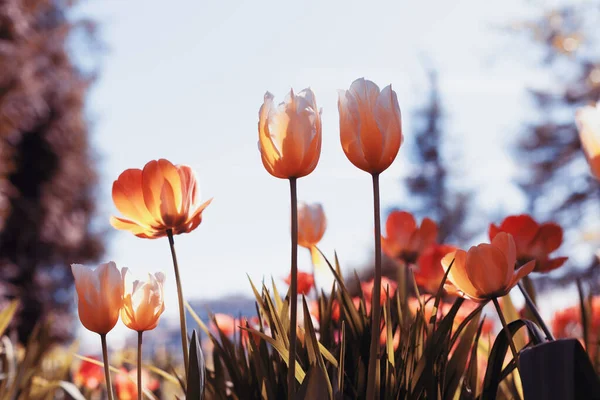 Spring tulips in the park, flame and blue