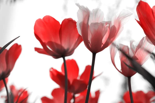 Весенние Тюльпаны Парке Красный Черный Белый Стоковое Изображение