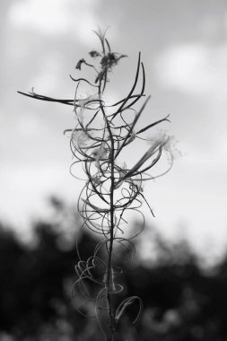 Sonbaharda çiçekler ve çimenler, siyah ve beyaz