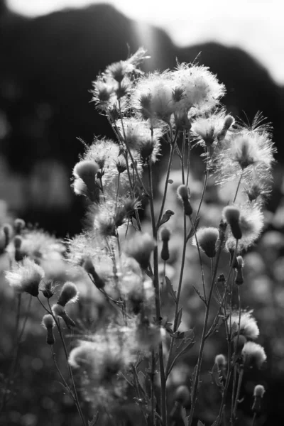 Λουλούδια Και Γρασίδι Φθινόπωρο Μαύρο Και Άσπρο — Φωτογραφία Αρχείου