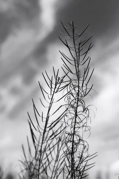 Цветы Трава Осенью Черно Белые Лицензионные Стоковые Изображения