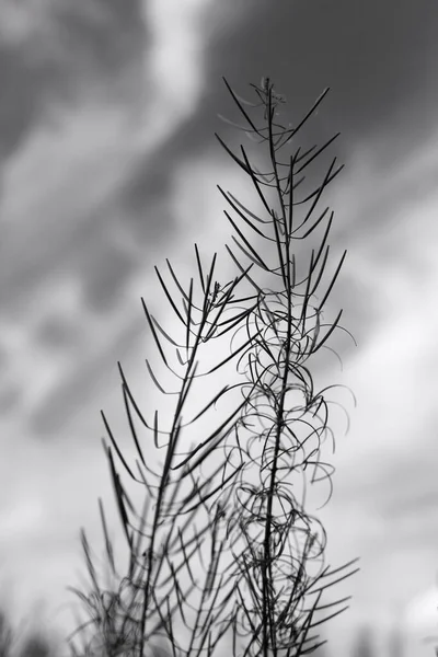 Flores Hierba Otoño Blanco Negro Imágenes de stock libres de derechos