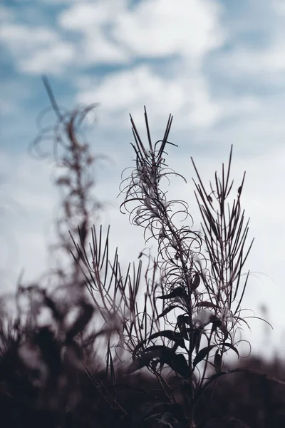 Kwiaty Trawa Jesienią Sepia Niebieski — Zdjęcie stockowe