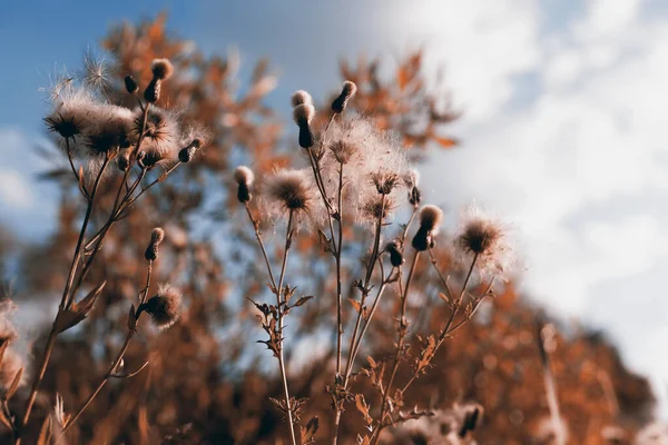 Kwiaty Trawa Jesienią Sepia Stonowana — Zdjęcie stockowe
