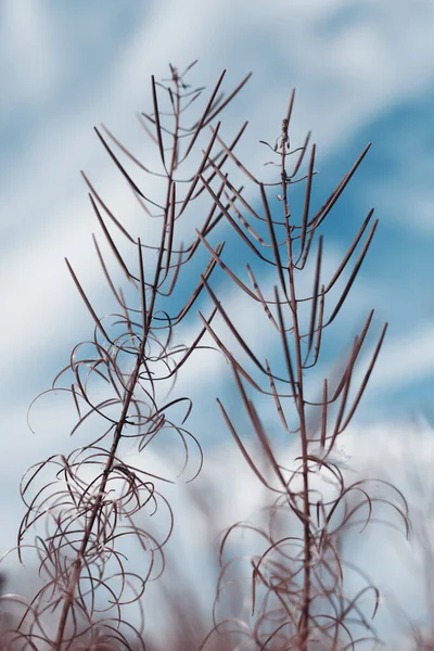 Flowers Grass Autumn Sepia Toned — Stock Photo, Image