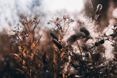 Sonbaharda çiçekler ve çimenler, sepya tonları
