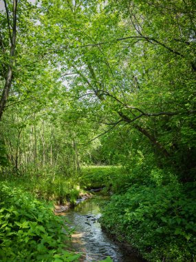 Yaz ormanlık manzara-güneşli bir günde ağaçlar arasında orman akışı